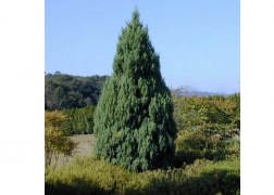Juniperus Chinensis Stricta / Kínai boróka